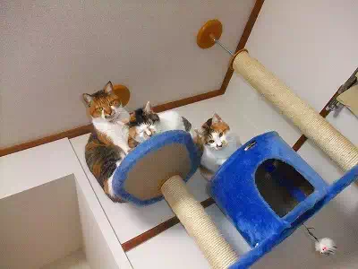 3匹の三毛猫