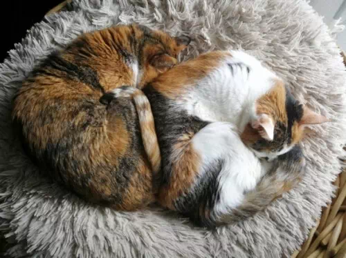 手作り猫ベッドで2匹同じポーズで寝ている猫