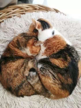 手作り猫ベッドで2匹で寄り添って寝ている